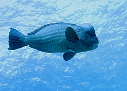 Sipadan_2015_Poisson perroquet a bosse_Bolbometopon muricatum_IMG_2187_rc